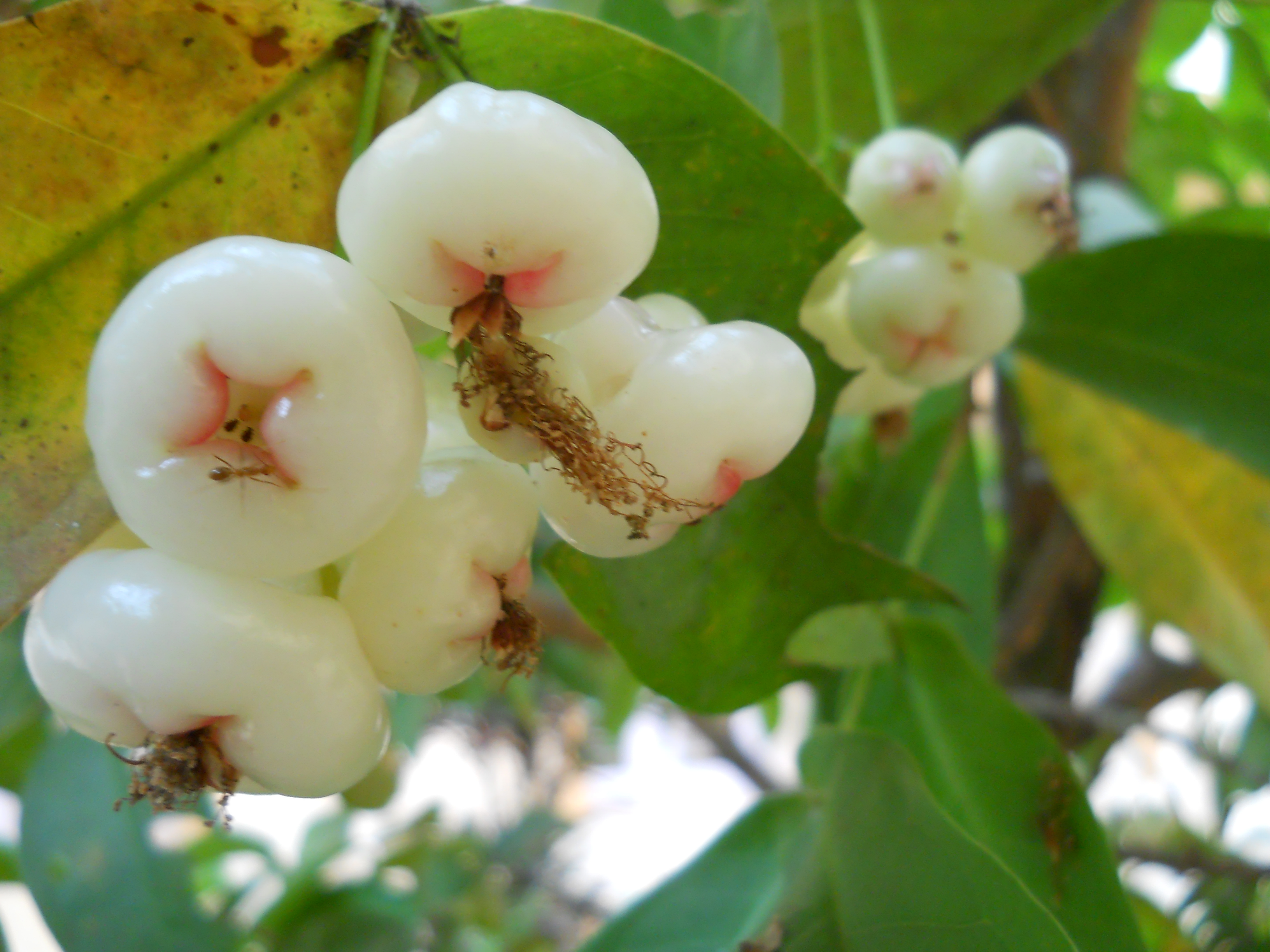 Превью Джамбу